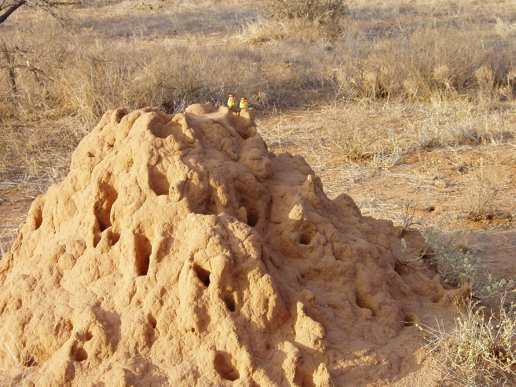 Termitero en el Masai Mara