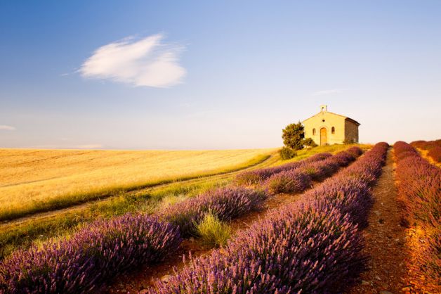 Campos en la Provenza